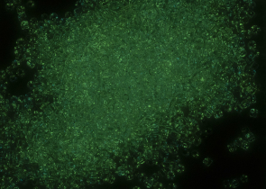 Бисер Япония круглый 11/0 10г 2710 хрусталь/ярко-зеленый, светящийся в темноте